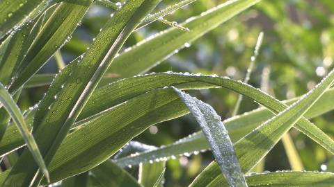 Close up shot of water droplets on leaves