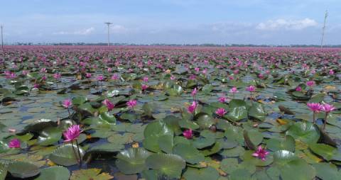 Aerial shot of Water lilies, Kerala