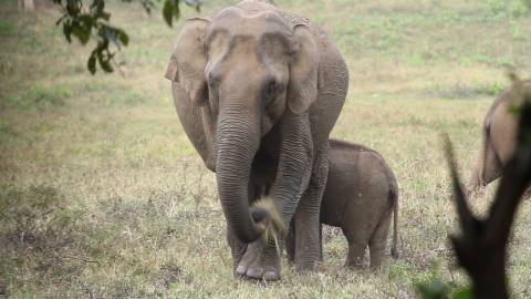 Wild Elephant and Calf at Parambikulam Wildlife Sanctuary, Palakkad