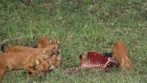 Dhole or Indian wild dog