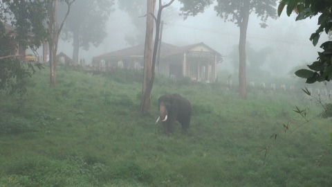Wild elephant grazing on a misty morning