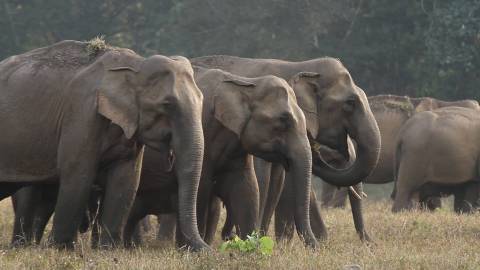 Wild Indian elephants at Parambikulam Wildlife Sanctuary, Kerala