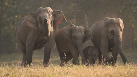 Wild Elephants at Parambikulam Wildlife Sanctuary, Palakkad