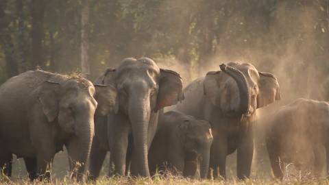 Herd of Wild Elephants at Parambikulam Wildlife Sanctuary, Palakkad