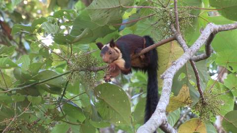 Malabar giant squirrel in a forest in Idukki, Kerala