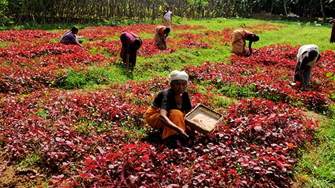 Agriculture