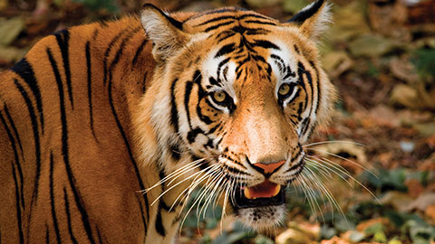 Wildlife